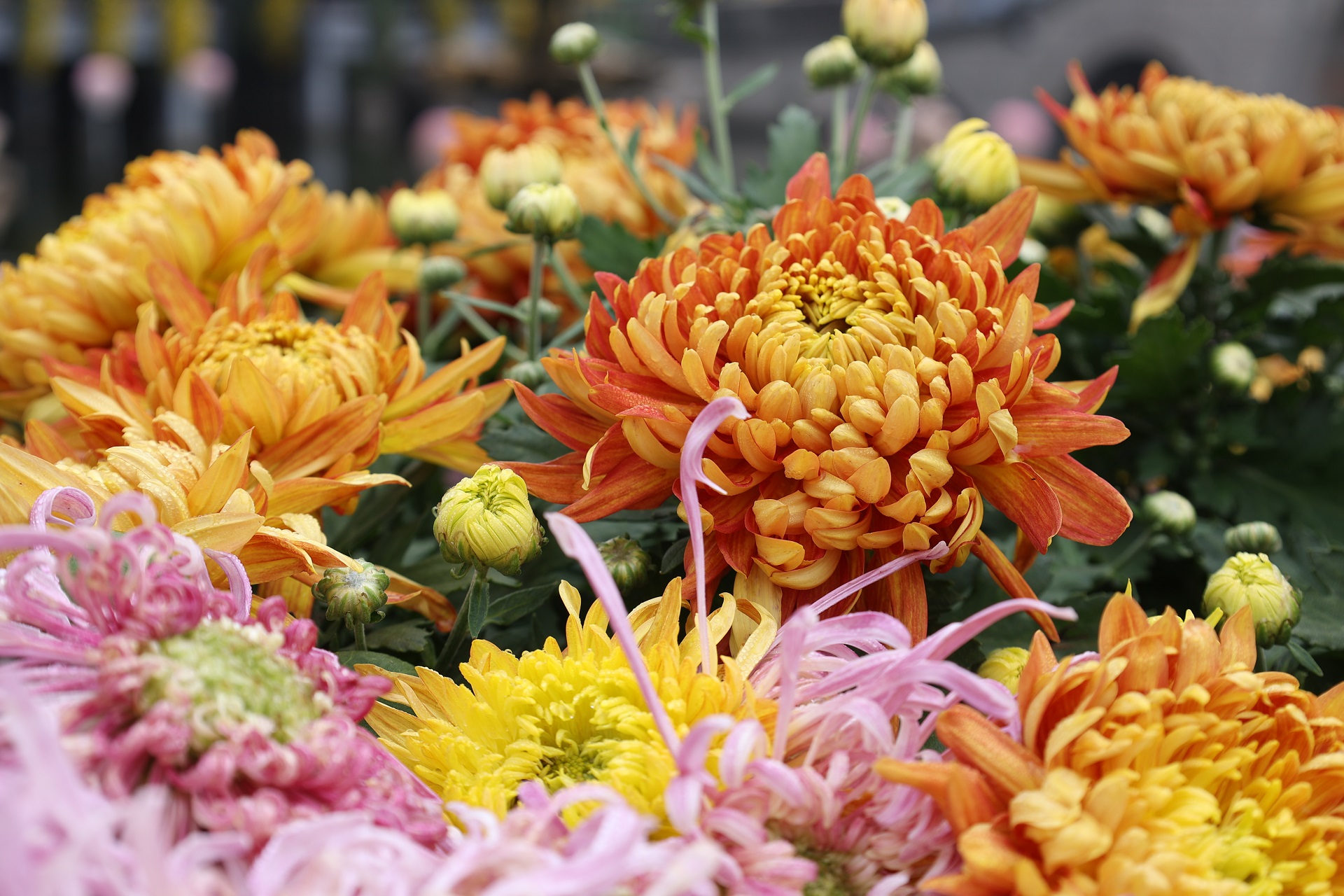 10月16日，古城菊花争相盛开，芬芳四溢，令人陶醉，不少游客来到古城领略秋日里的花事盛宴。全媒体记者 石斐 摄