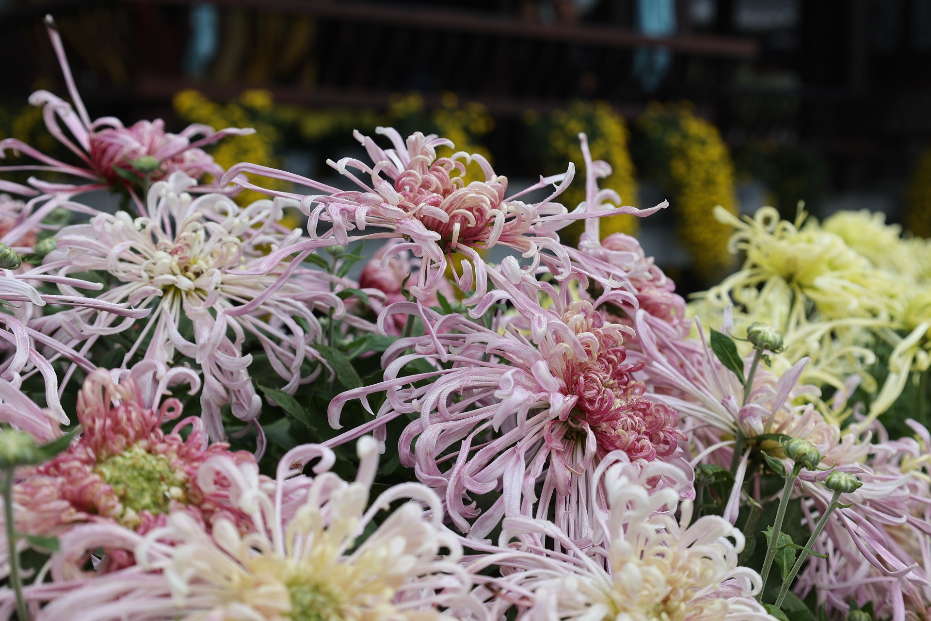 10月16日，古城菊花争相盛开，芬芳四溢，令人陶醉，不少游客来到古城领略秋日里的花事盛宴。全媒体记者 石斐 摄