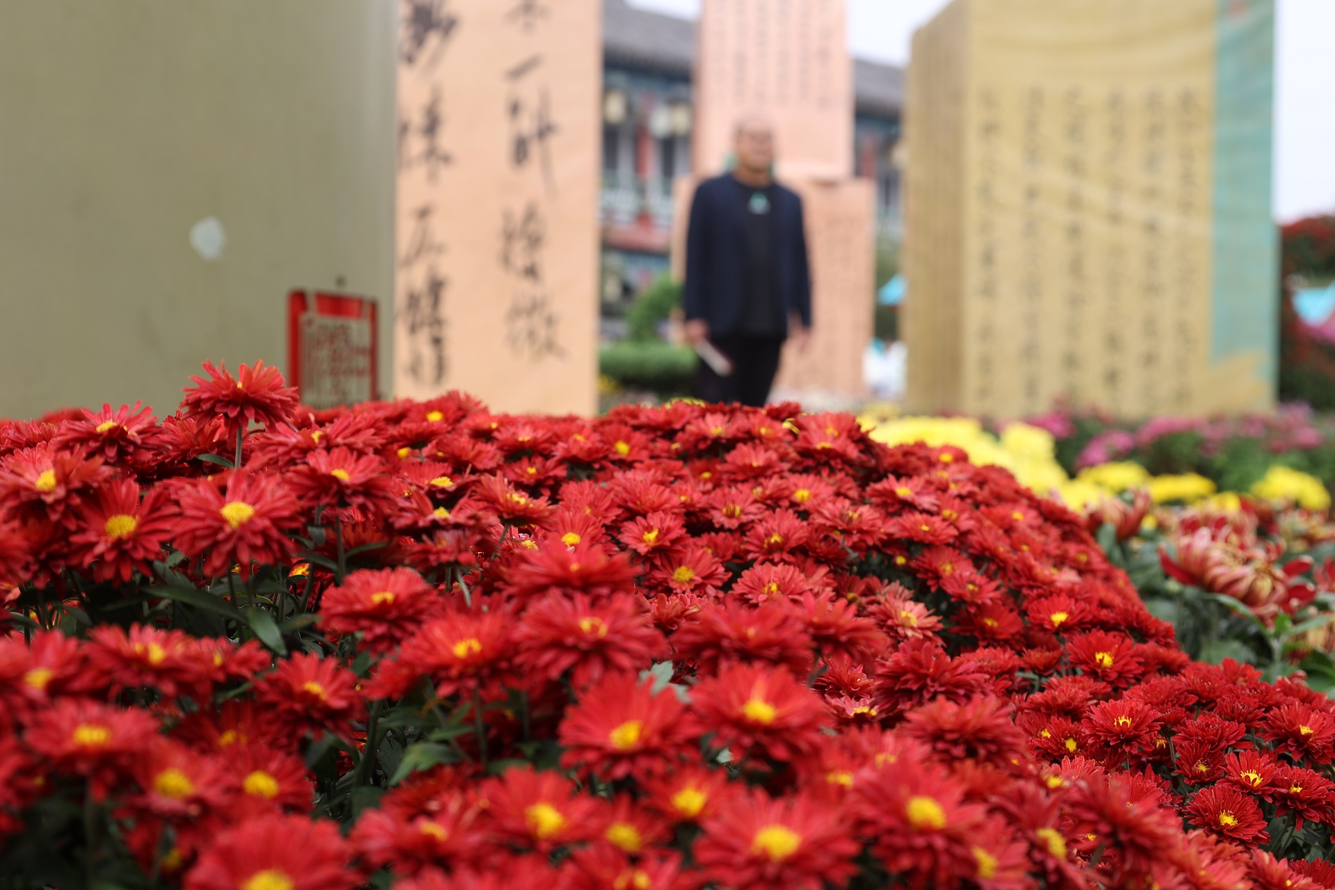 10月16日，古城菊花争相盛开，芬芳四溢，令人陶醉，不少游客来到古城领略秋日里的花事盛宴。全媒体记者 石斐 摄
