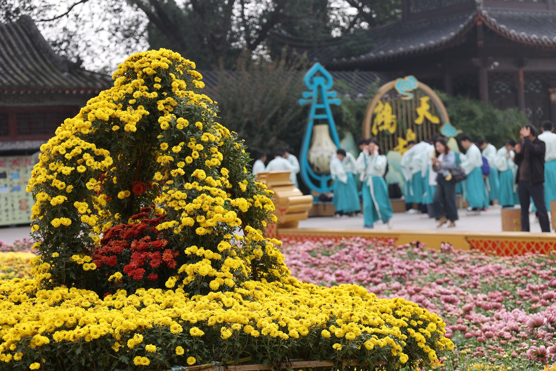 10月16日，古城菊花争相盛开，芬芳四溢，令人陶醉，不少游客来到古城领略秋日里的花事盛宴。全媒体记者 石斐 摄