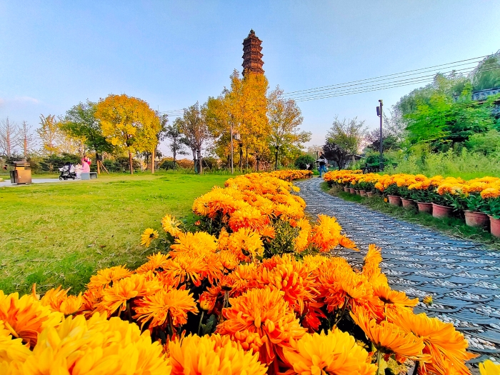 10月15日，开封景区里的菊花怒放，各种颜色的菊花交织，相互衬托，美不胜收。全媒体记者 李浩 摄