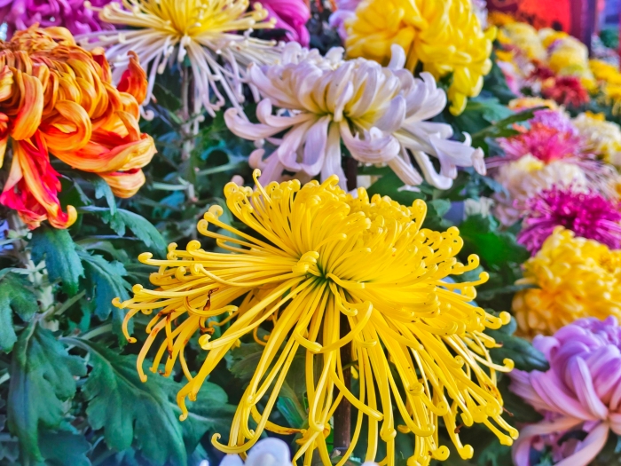 10月14日，天气晴朗，气温回升，菊花竞相开放，景区里各种品类的菊花吸引了众多游客游玩赏菊。全媒体记者 李浩 摄