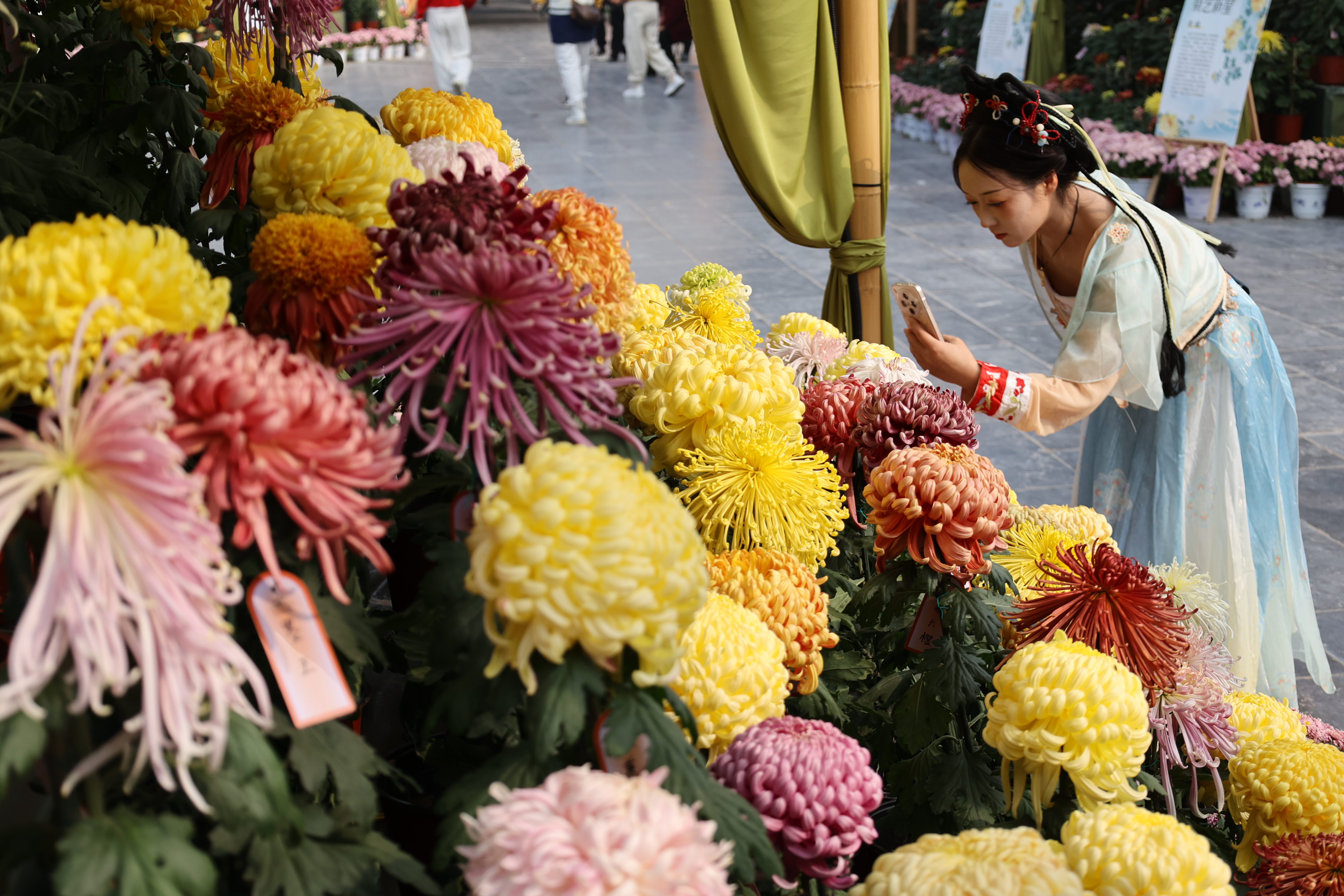 10月30日，古城菊花开得正艳，各色菊花汇成一片花的海洋，游客们徜徉其中，赏花游玩，尽享秋日美景。全媒体记者 石斐摄