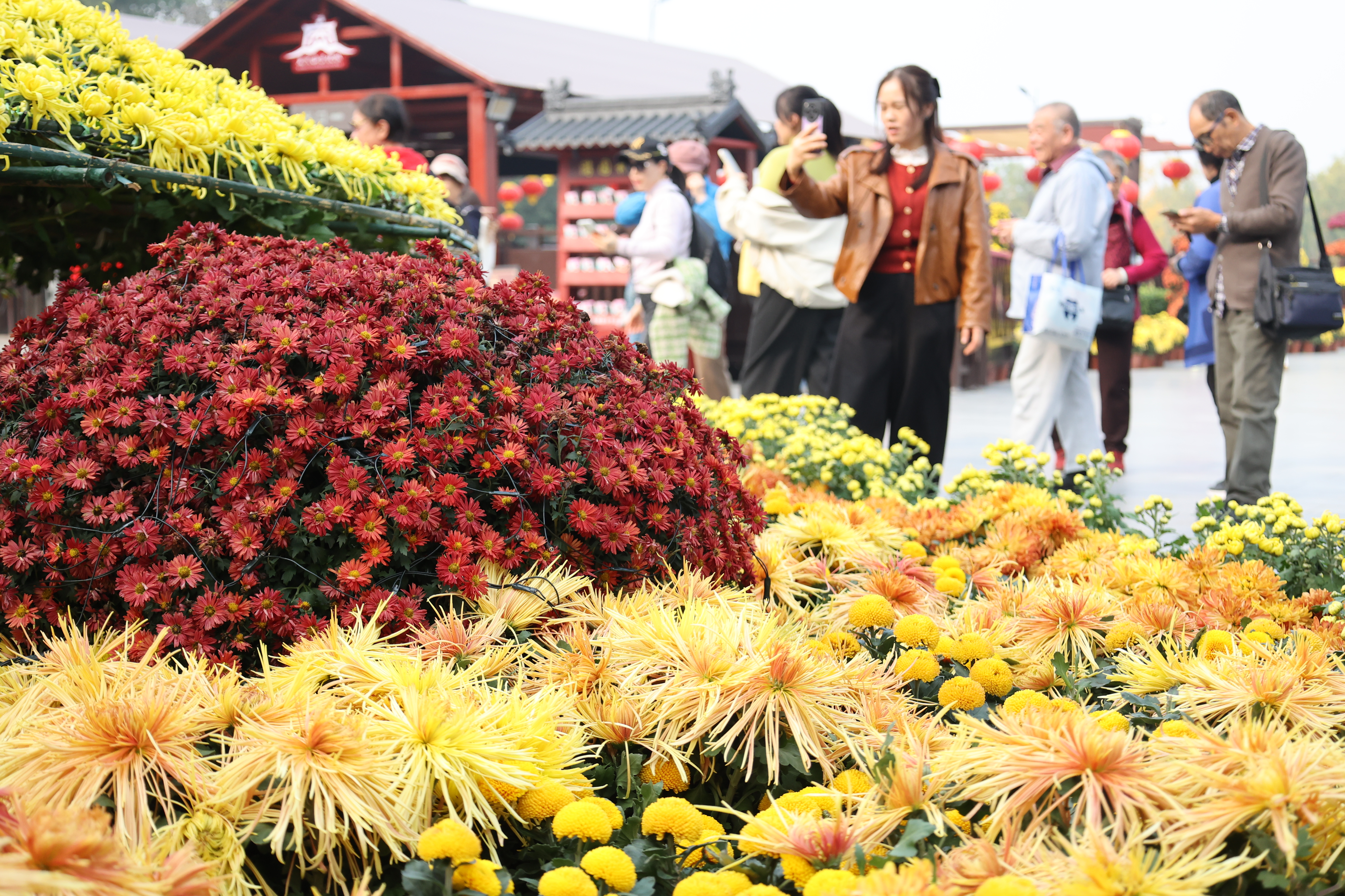 10月30日，古城菊花开得正艳，各色菊花汇成一片花的海洋，游客们徜徉其中，赏花游玩，尽享秋日美景。全媒体记者 石斐摄