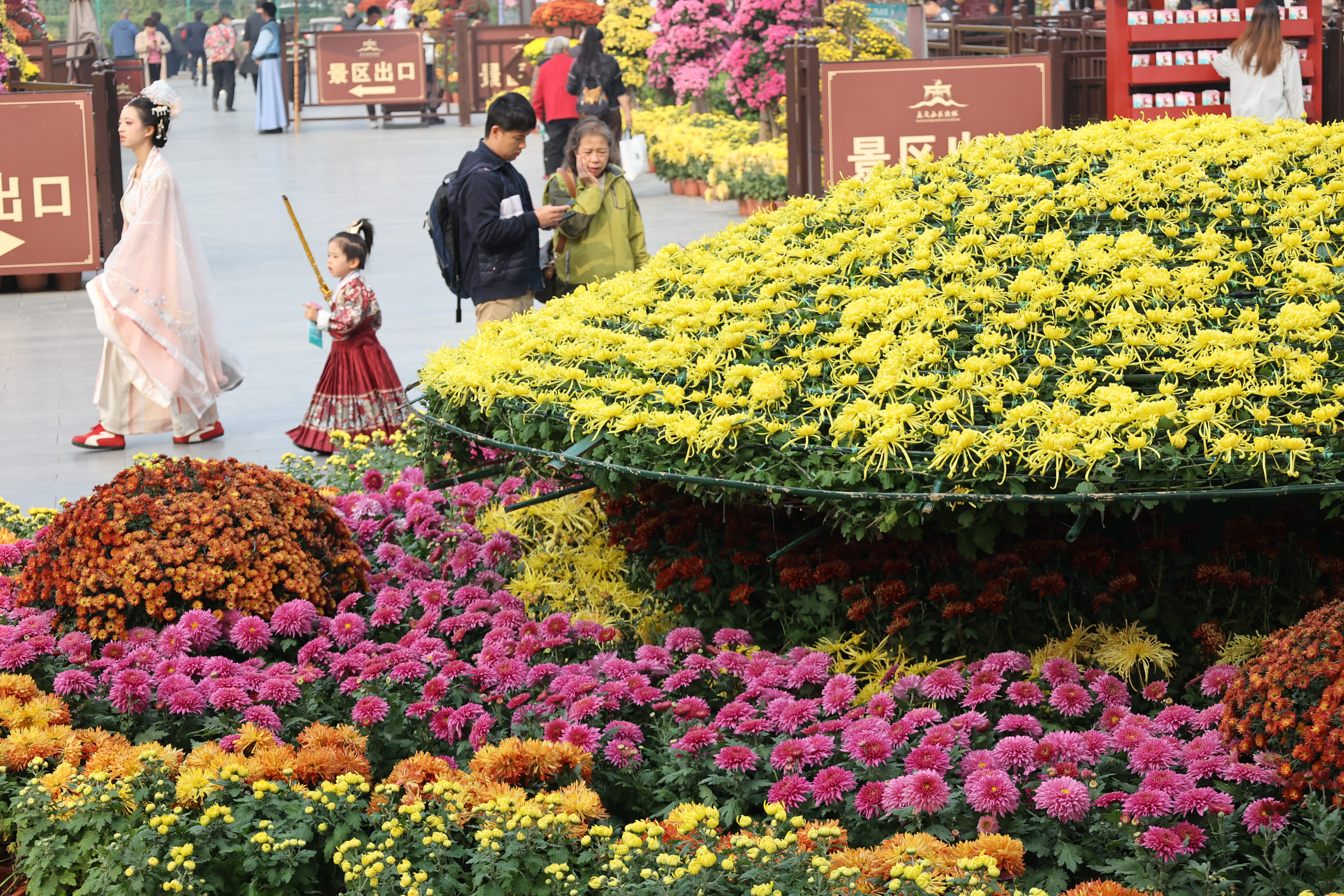10月30日，古城菊花开得正艳，各色菊花汇成一片花的海洋，游客们徜徉其中，赏花游玩，尽享秋日美景。全媒体记者 石斐摄