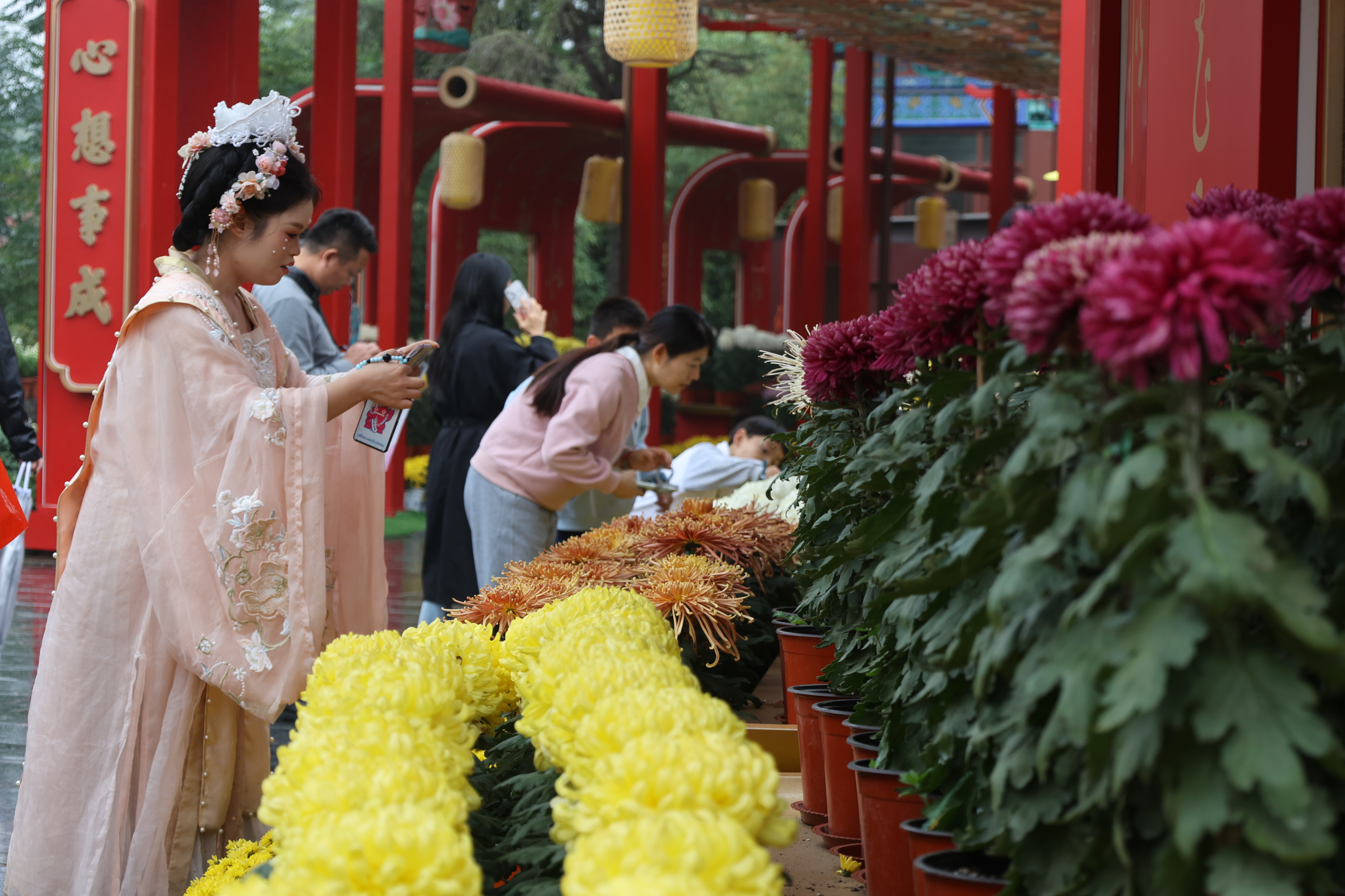 秋高气爽，花开正好，不少游客前来开封游玩赏菊，沉浸式体验绚丽多彩的秋日花事。全媒体记者 石斐 摄