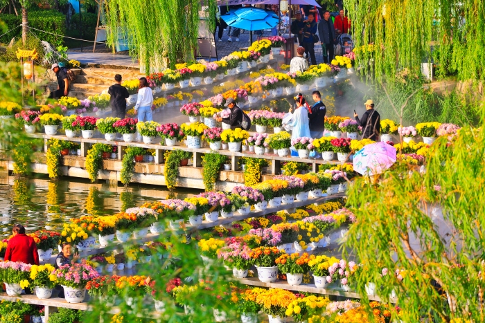 近日,开封各大景区的菊花竞相开放,菊香四溢,吸引游客前来欣赏游玩。全媒体记者李浩摄