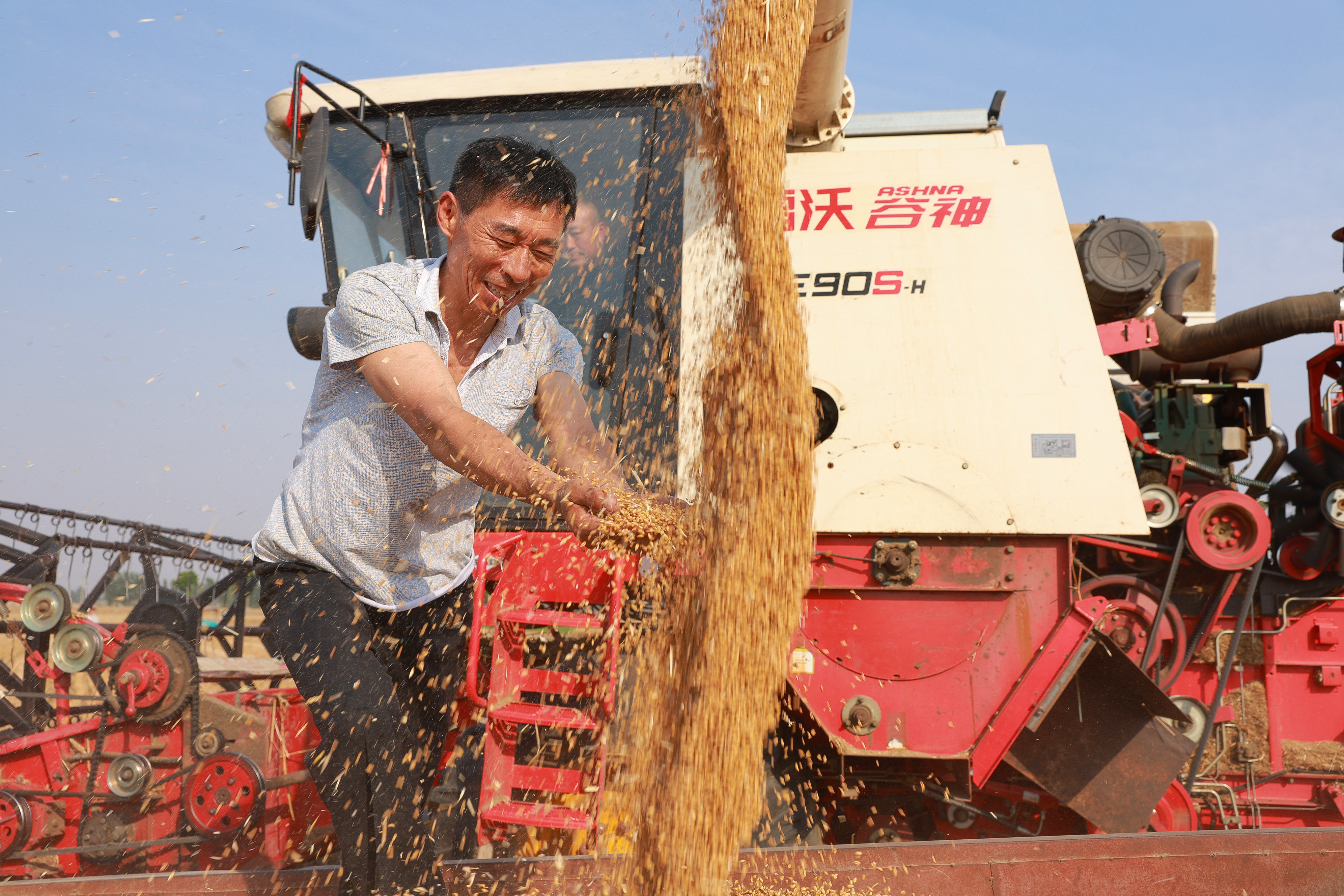 6月4日，尉氏县张市镇农民抢抓晴好天气，利用联合收割机收割小麦。据悉，截至6月4日，尉氏县小麦已收获80%以上。  全媒体记者 朱朝星  通讯员 石顺江 摄