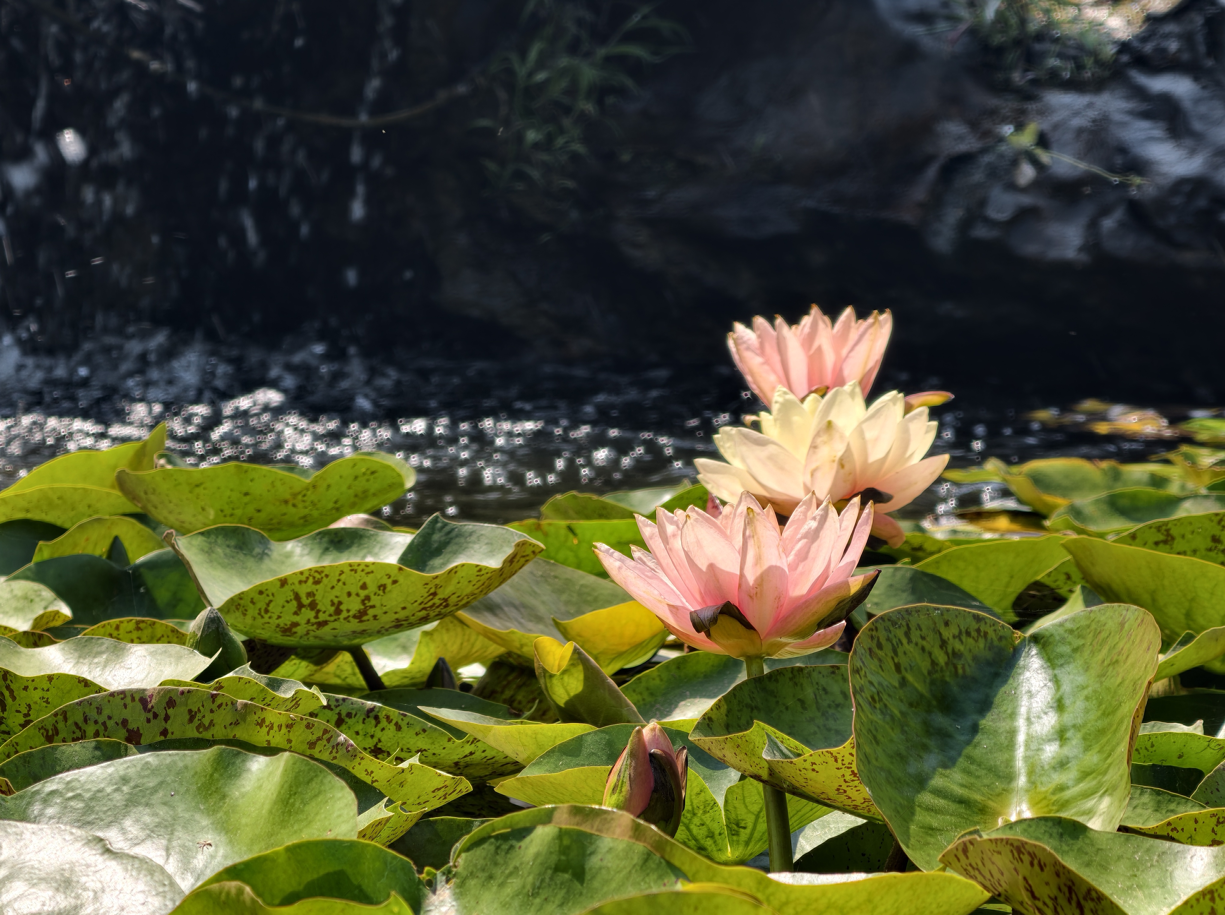 夏日已至，铁塔公园荷花盛开，游客赏花游园，成为城中纳凉赏荷好去处。全媒体记者 袁洋 摄