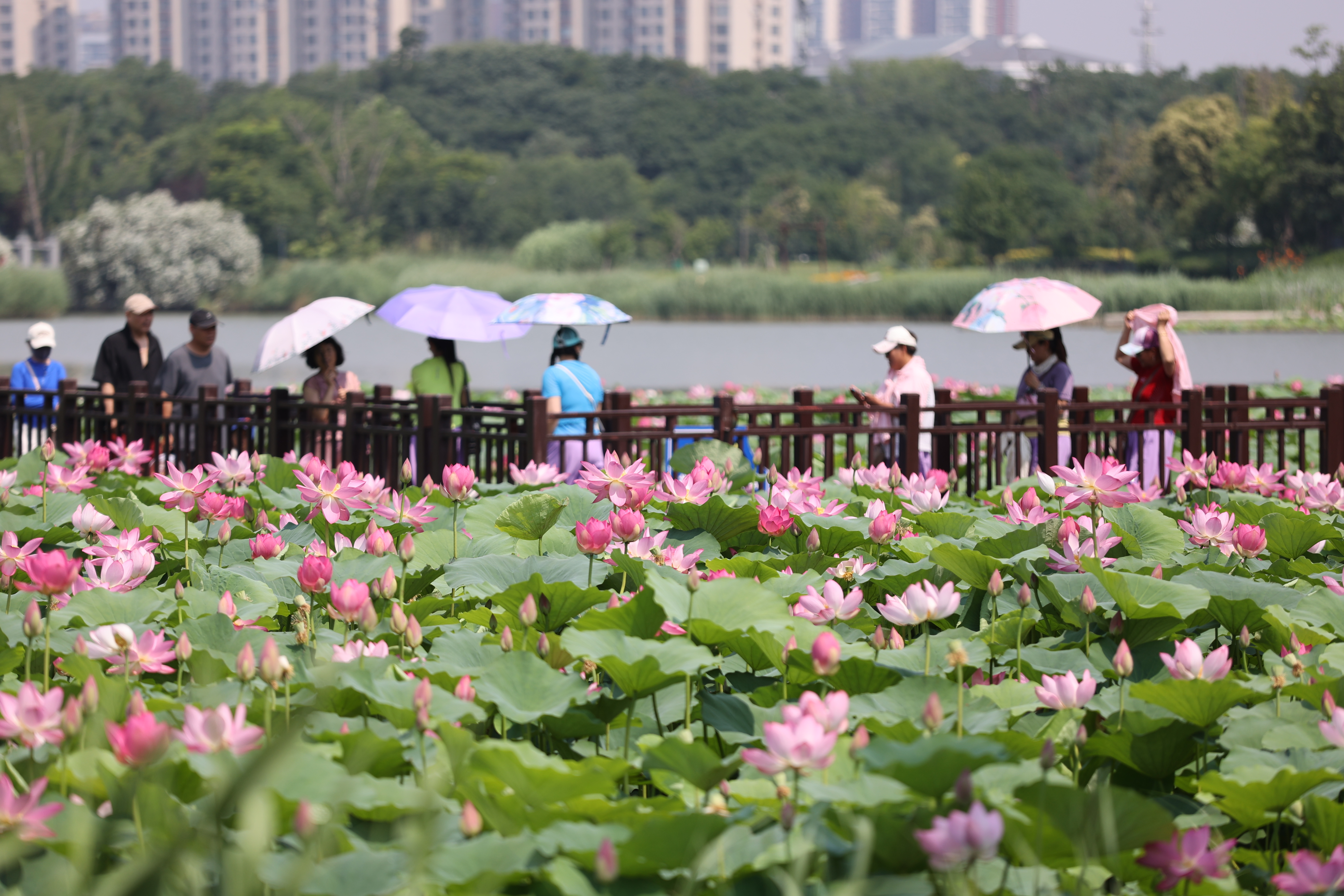 6月15日，西北湖湿地公园的荷花尽数绽放，微风吹过，荷香扑鼻，不少市民、游客来到此处休闲赏荷，感受夏日古城魅力。全媒体记者 石斐 摄