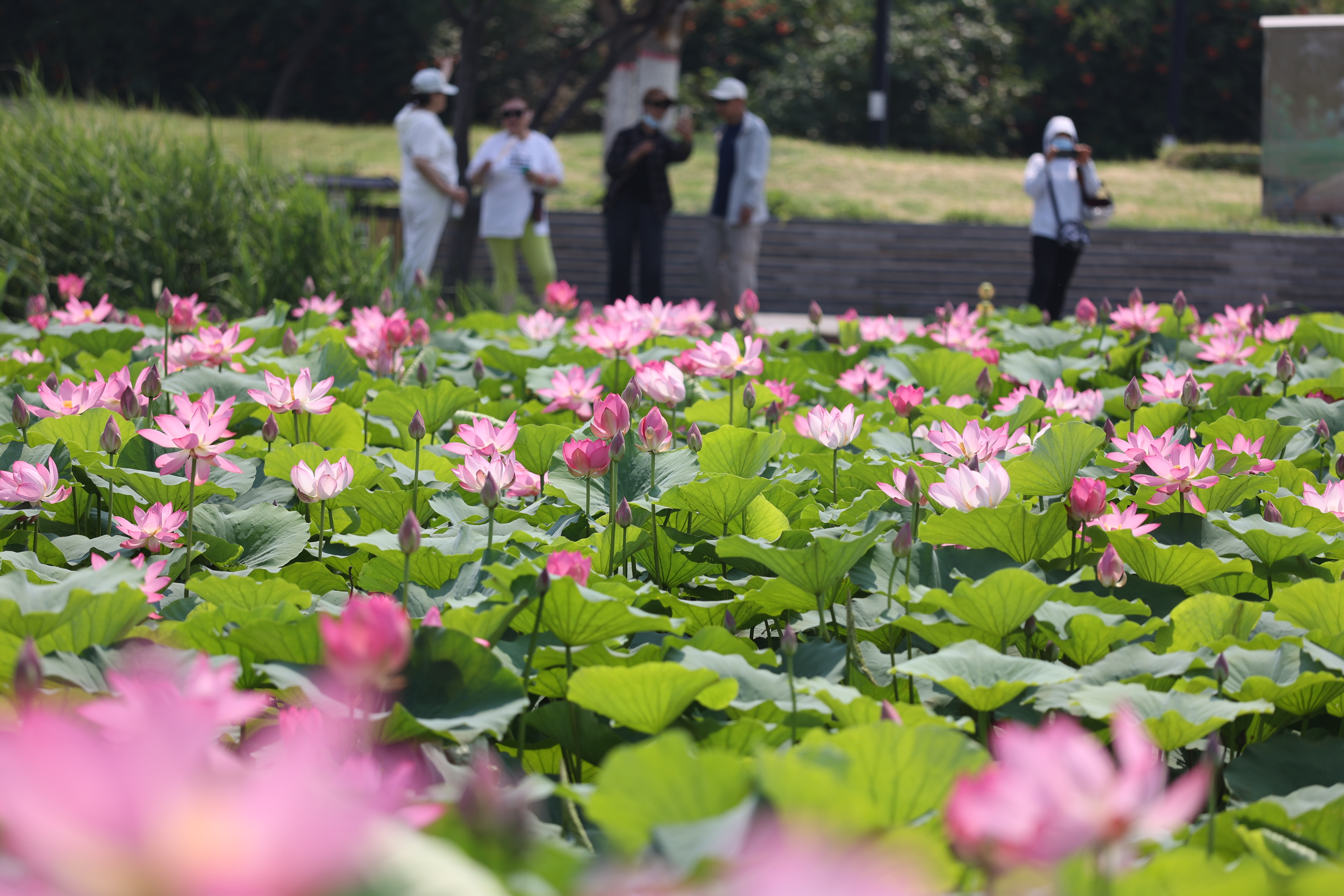 6月15日，西北湖湿地公园的荷花尽数绽放，微风吹过，荷香扑鼻，不少市民、游客来到此处休闲赏荷，感受夏日古城魅力。全媒体记者 石斐 摄
