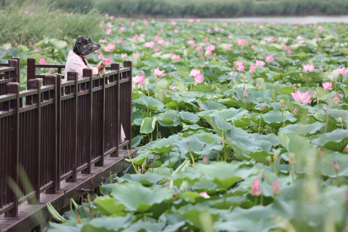 夏日的古城，荷花清雅、花木青翠，与古建筑相映成趣，为古城的夏日增添无限活力。全媒体记者 石斐7月2日摄