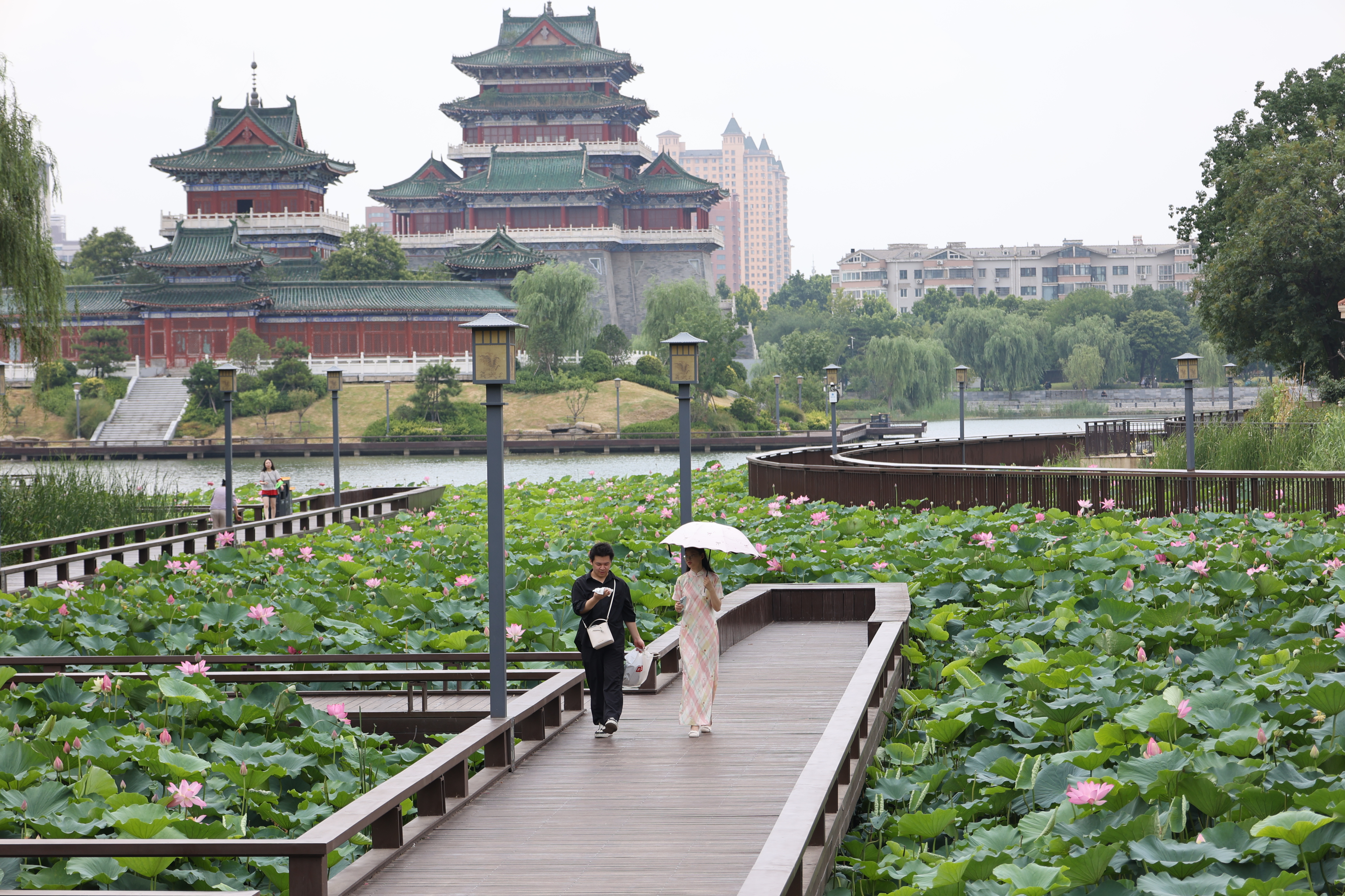 7月7日，小暑时节，金明池荷花开的正盛，满池清艳不仅装点了城市的风景，更成为连接传统雅趣与现代生活的文化纽带。全媒体记者 石斐 摄