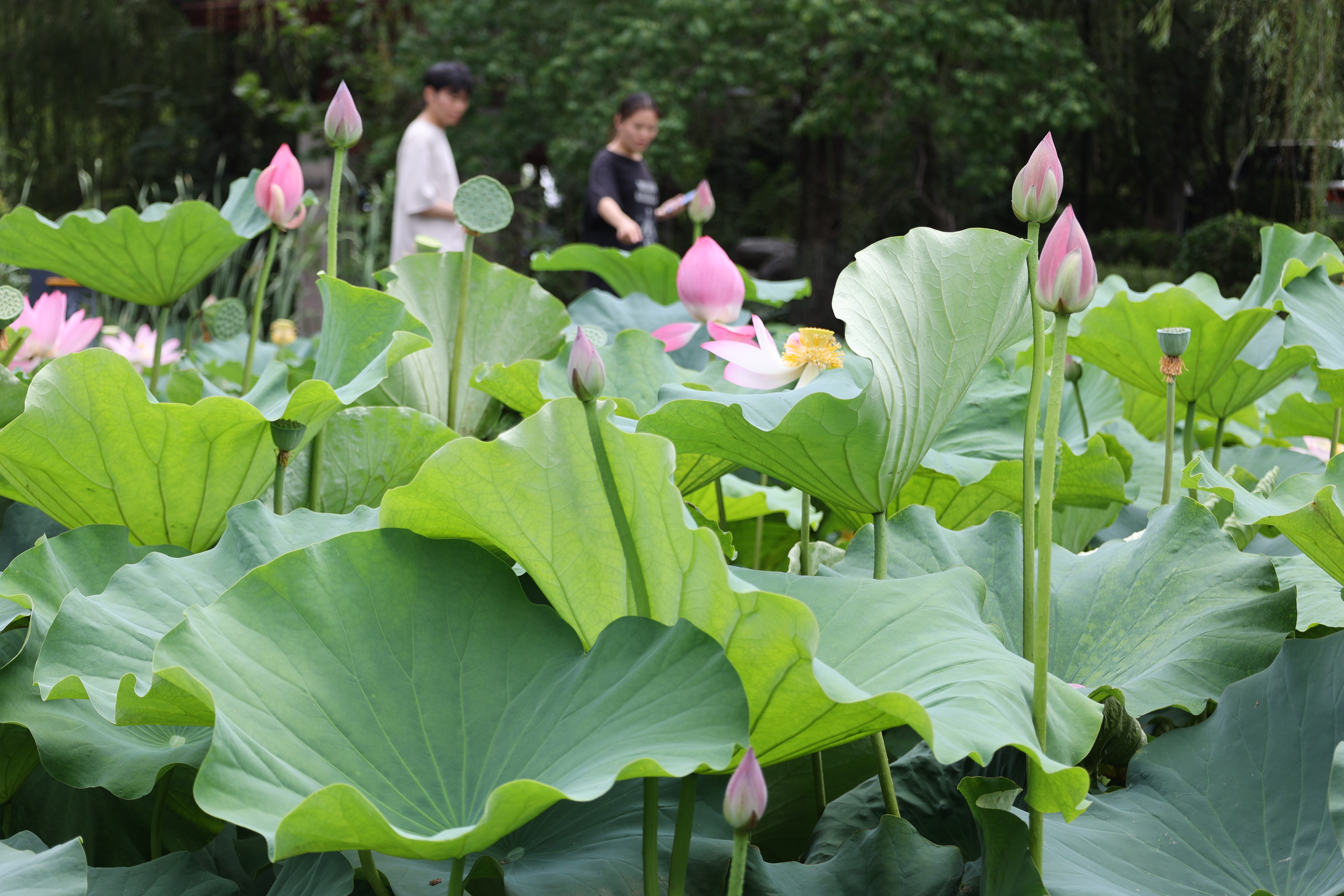 7月7日，小暑时节，金明池荷花开的正盛，满池清艳不仅装点了城市的风景，更成为连接传统雅趣与现代生活的文化纽带。全媒体记者 石斐 摄