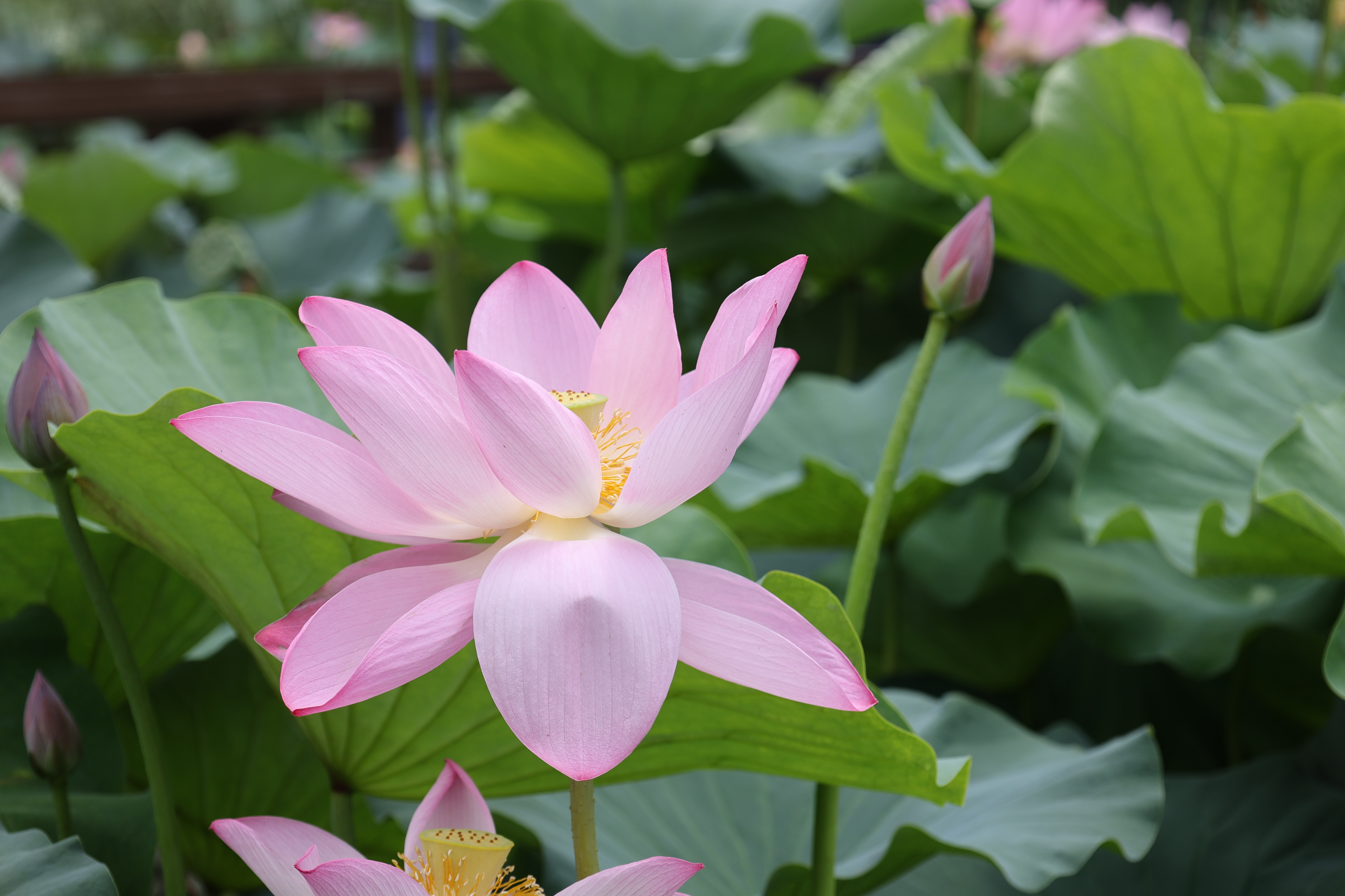7月7日，小暑时节，金明池荷花开的正盛，满池清艳不仅装点了城市的风景，更成为连接传统雅趣与现代生活的文化纽带。全媒体记者 石斐 摄
