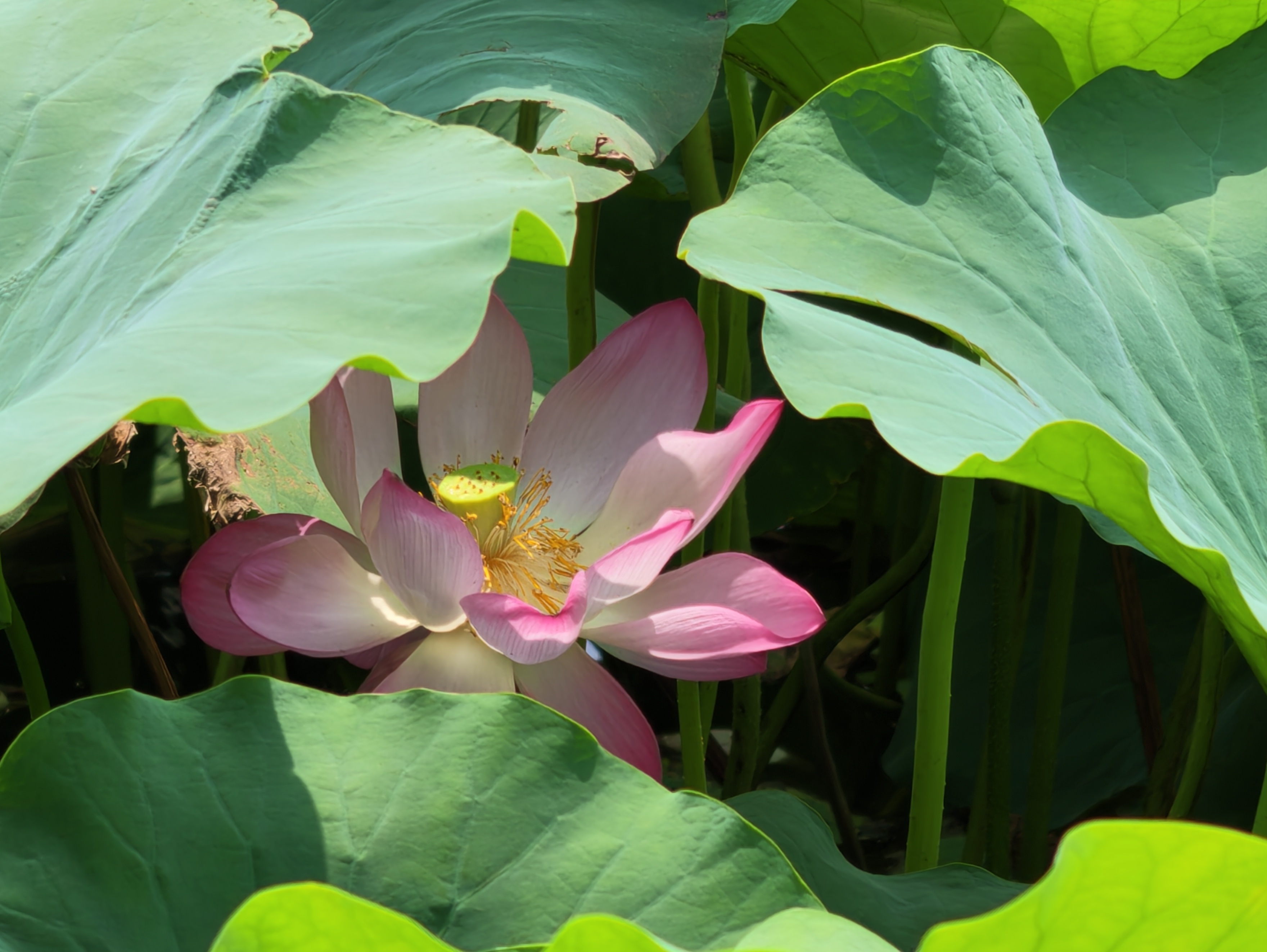 7月20日，不少市民、游客到西北湖湿地公园一边赏荷一边拍照，享受惬意时光。全媒体记者 石斐摄