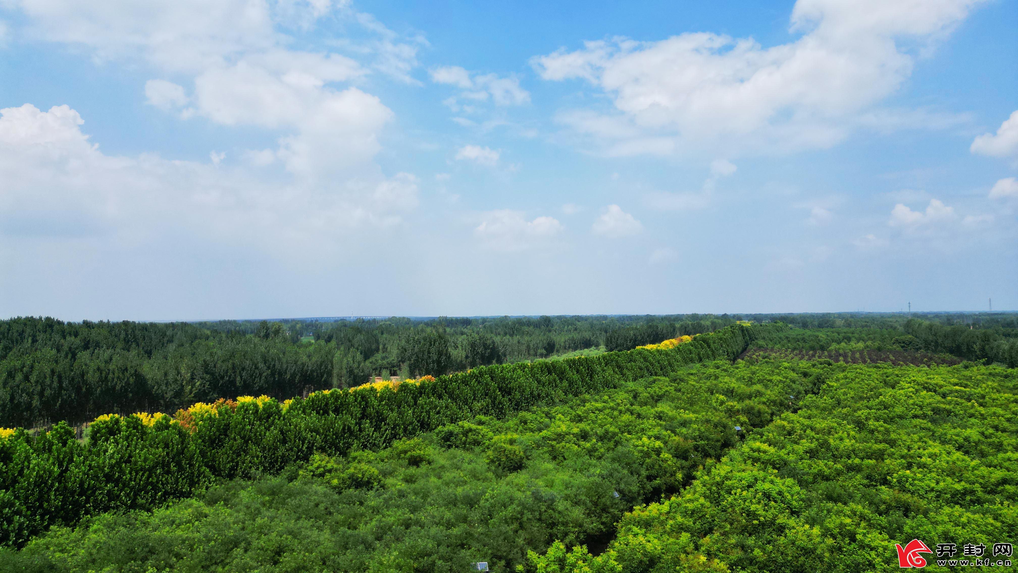 盛夏时节，碧空如洗，流云漫过天际，蜿蜒绵长的黄河大堤，披着一身郁郁葱葱的绿意，在蓝天白云的映衬下铺展向远方。大堤两侧的草木肆意生长，绿意盎然，顺着大堤的轮廓绵延起伏，与纯净的天色温柔相拥。（通讯员 贾金鹏）