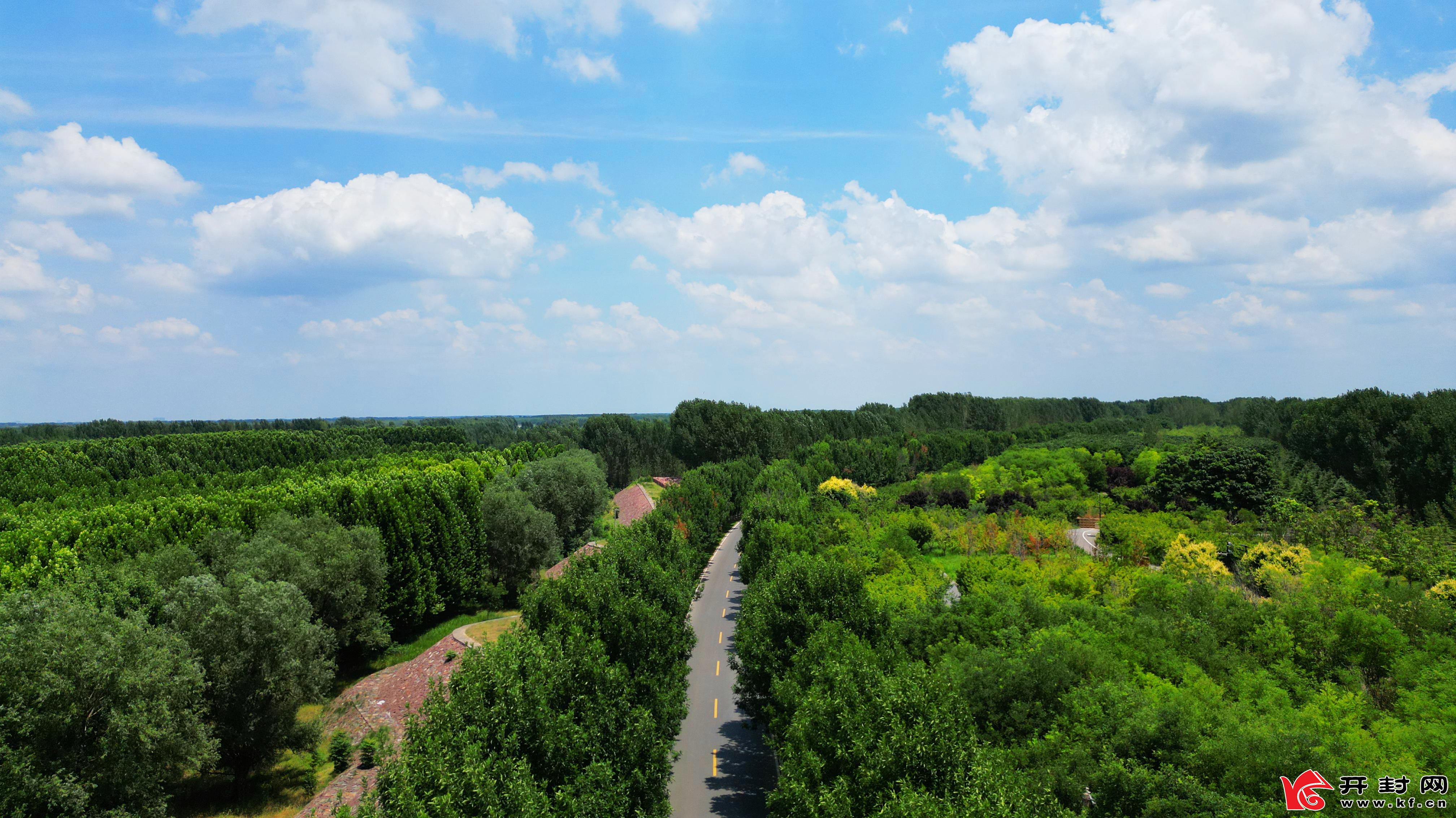 盛夏时节，碧空如洗，流云漫过天际，蜿蜒绵长的黄河大堤，披着一身郁郁葱葱的绿意，在蓝天白云的映衬下铺展向远方。大堤两侧的草木肆意生长，绿意盎然，顺着大堤的轮廓绵延起伏，与纯净的天色温柔相拥。（通讯员 贾金鹏）